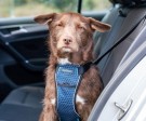 CarSafe Hundesele, XS thumbnail
