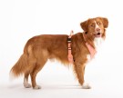 Woolly Wolf Roam Sele, Salmon Pink Ripple thumbnail