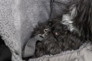 Trixie Molly Front Carrier, Mageveske thumbnail