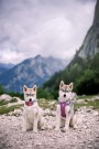 Woolly Wolf Alpha 360 Sele, Mauve Mix thumbnail