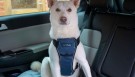 CarSafe Hundesele, XS thumbnail