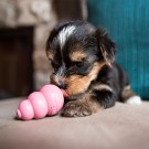 Kong Puppy, Blå og Rosa thumbnail