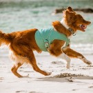 Hurtta Kjølevest, Aquamarine thumbnail