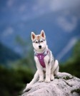 Woolly Wolf Alpha 360 Sele, Mauve Mix thumbnail